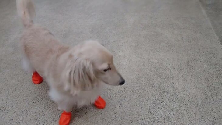 犬の幼稚園 にこまるくんとトレーニング