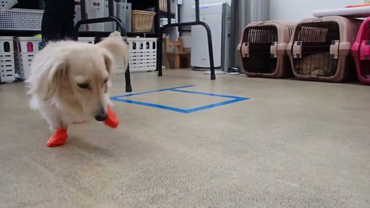 犬の幼稚園 にこまるくんとトレーニング