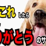 【可愛らしい行動で見せる飼い主への『ありがとう』の行動５】犬が飼い主に感謝の気持ちを表現するさまざまな瞬間を紹介します#ペット #犬のしつけ #犬の健康