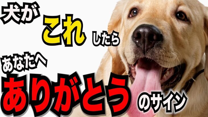 【可愛らしい行動で見せる飼い主への『ありがとう』の行動５】犬が飼い主に感謝の気持ちを表現するさまざまな瞬間を紹介します#ペット #犬のしつけ #犬の健康