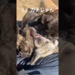 え、これヤバくない？#犬 #喧嘩 #しつけ