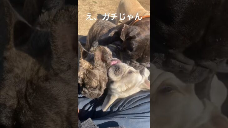 え、これヤバくない？#犬 #喧嘩 #しつけ