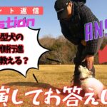 小型犬における脚側行進の教え方講座