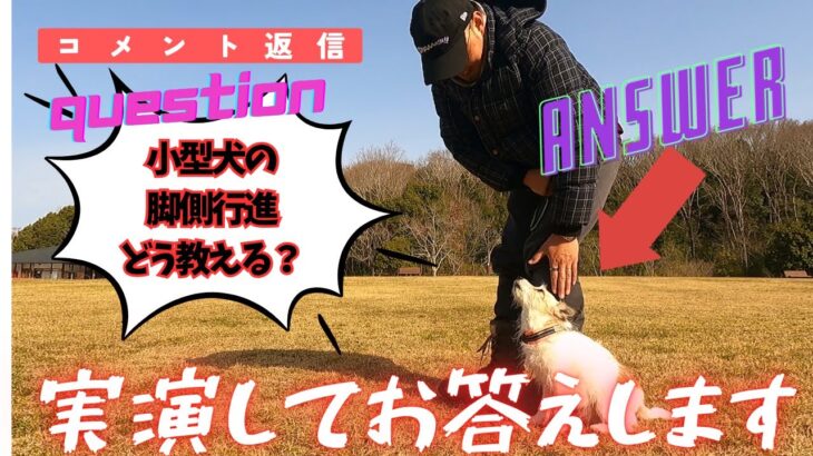 小型犬における脚側行進の教え方講座