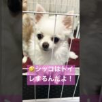 ［何故］しつけたはずが…◯◯魔な犬さん　#いぬ #いぬとの暮らし