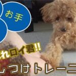 【犬のしつけ】おやつを使ってトイプードルにお座り、待て、お手のしつけトレーニングをしてみたら、おやつの力が偉大過ぎた。