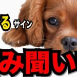 【犬が抱える悩み】困っていても うまく飼い主に話せない犬 困った時に飼い主に見せるサイン９#ペット #犬のしつけ #犬の健康