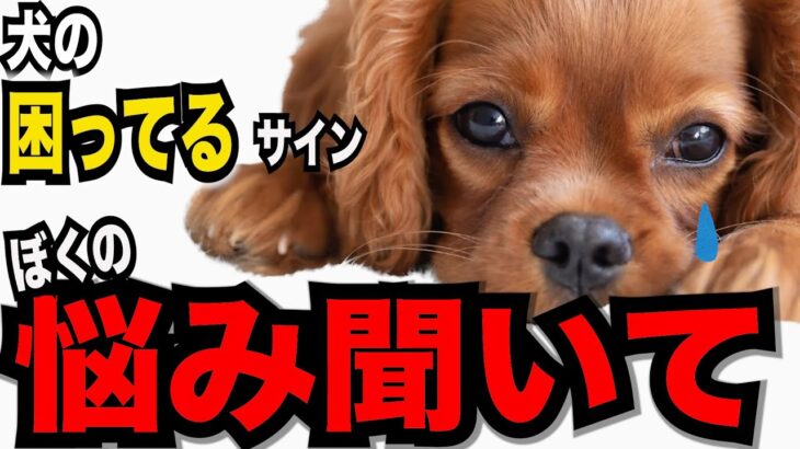 【犬が抱える悩み】困っていても うまく飼い主に話せない犬 困った時に飼い主に見せるサイン９#ペット #犬のしつけ #犬の健康