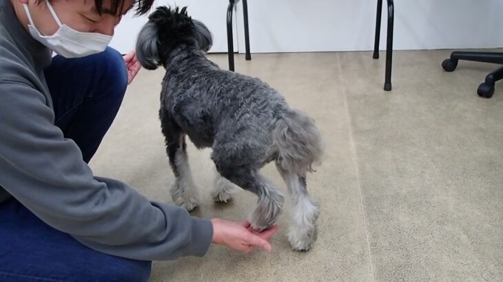 犬の幼稚園 アオくんとトレーニング