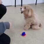 犬の幼稚園 ぺぺちゃんとトレーニング