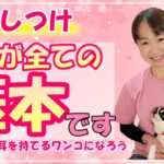 これが犬のしつけの基本！指示に聴く耳を持てるワンコになろう