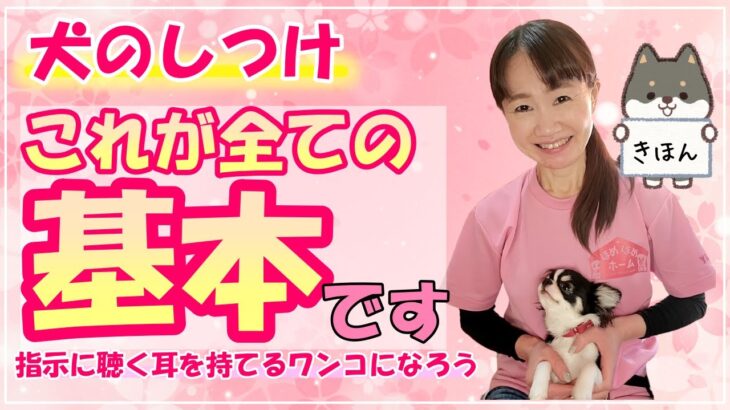 これが犬のしつけの基本！指示に聴く耳を持てるワンコになろう