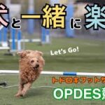 【ドッグスポーツ】楽しいよ！やってみない？　『愛犬と繋ぐ絆』