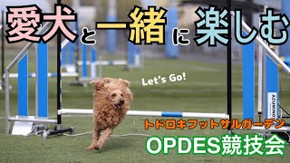 【ドッグスポーツ】楽しいよ！やってみない？　『愛犬と繋ぐ絆』