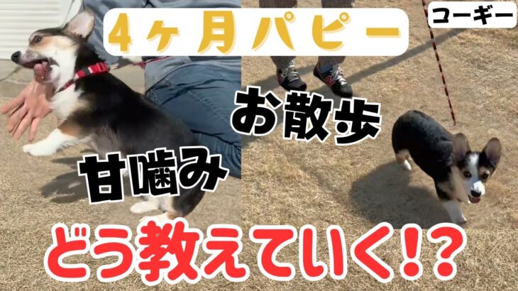 【犬しつけ】【４ヶ月】手や足に噛みついてくる！お散歩が上手くいかないお悩み相談。【ウェルシュコーギー】