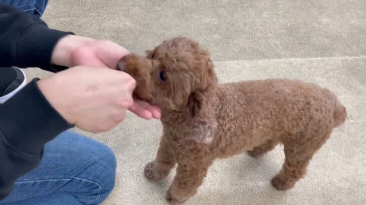 犬の幼稚園 つむぎちゃんとトレーニング