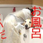 大型犬　ゴールデンレトリバー　大型犬のお風呂は気合いだ～！！！！