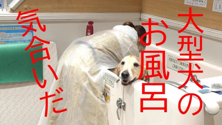 大型犬　ゴールデンレトリバー　大型犬のお風呂は気合いだ～！！！！