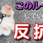 【犬 しつけ】間違えると言う事を聞かない犬に育ってしまうダメ行動【犬を飼うと言う事】