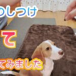 【犬のしつけ】愛犬に待て教えてみました