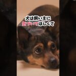 犬が床をペロペロする衝撃の理由 #犬のしつけ #犬との暮らし#犬のいる暮らし