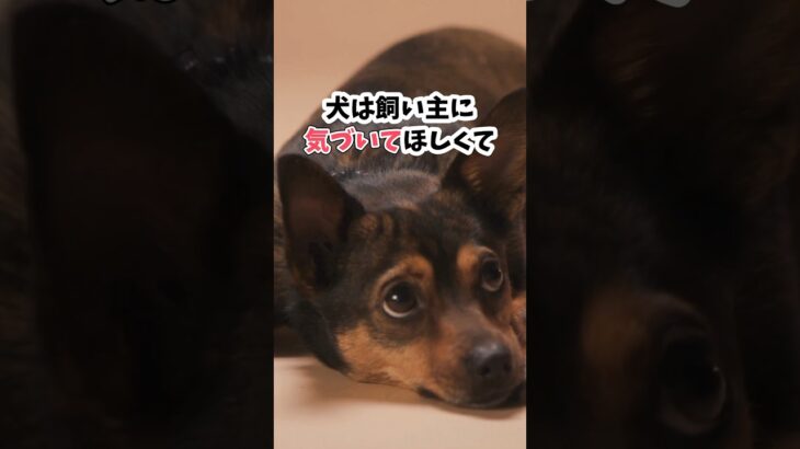 犬が床をペロペロする衝撃の理由 #犬のしつけ #犬との暮らし#犬のいる暮らし