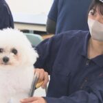 高校生が犬のしつけやトリミングに挑戦　動物の気持ちや扱い方学ぶ　香川