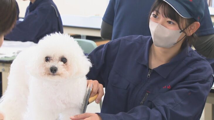 高校生が犬のしつけやトリミングに挑戦　動物の気持ちや扱い方学ぶ　香川