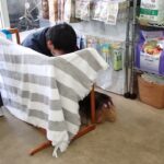 犬の幼稚園 花ちゃんとトレーニング