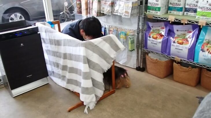 犬の幼稚園 花ちゃんとトレーニング