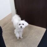 犬の幼稚園 源くんとトレーニング