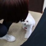 犬の幼稚園 バニラちゃんとトレーニング