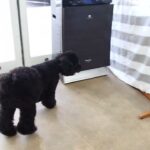 犬の幼稚園 かいくんとトレーニング