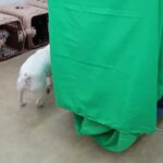 犬の幼稚園 はなちゃんとトレーニング