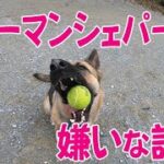 犬に我慢を教えるしつけ【ジャーマンシェパードと雑種犬の田舎暮らし】