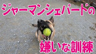 犬に我慢を教えるしつけ【ジャーマンシェパードと雑種犬の田舎暮らし】