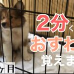 子犬のしつけ〜はじめてのオスワリ〜