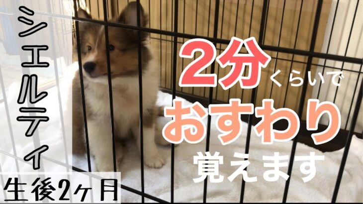 子犬のしつけ〜はじめてのオスワリ〜