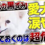 【犬 涙やけ】愛犬の目元が黒ずんでいる…？放っておくと大変な事になるかも！！！