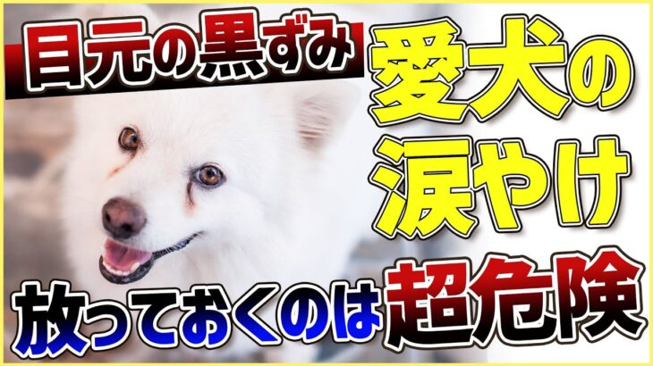 【犬 涙やけ】愛犬の目元が黒ずんでいる…？放っておくと大変な事になるかも！！！