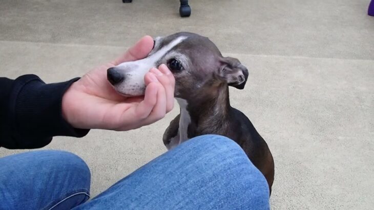 犬の幼稚園 れもんちゃんとトレーニング