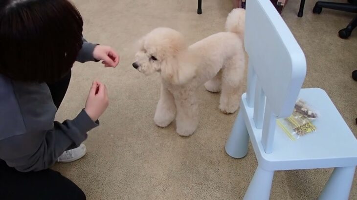 犬の幼稚園 レオくんとトレーニング