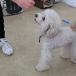 犬の幼稚園 ヴィーノくんとトレーニング