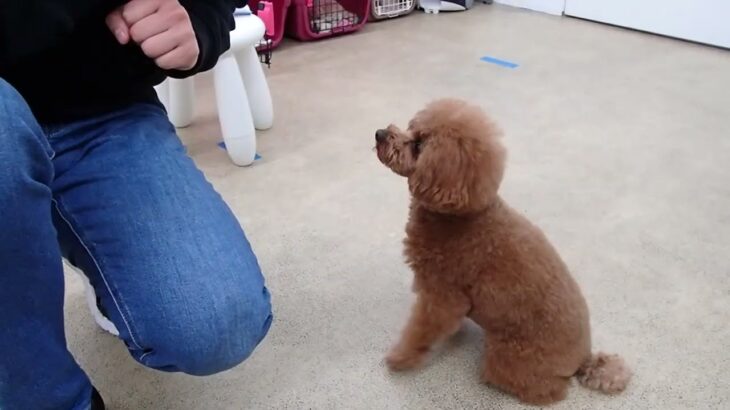 犬の幼稚園 りあんちゃんとトレーニング