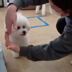 犬の幼稚園 ロージーちゃんとトレーニング