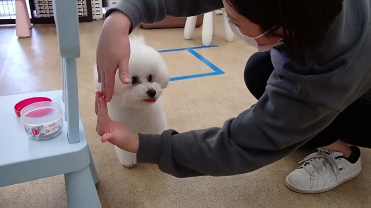 犬の幼稚園 ロージーちゃんとトレーニング