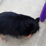 犬の幼稚園 ショコラくんとトレーニング