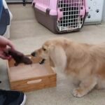 犬の幼稚園 凛ちゃんとトレーニング