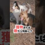 【驚愕】犬はバイクを〇〇と思っている！ #犬のしつけ #犬散歩 #いぬのきもち