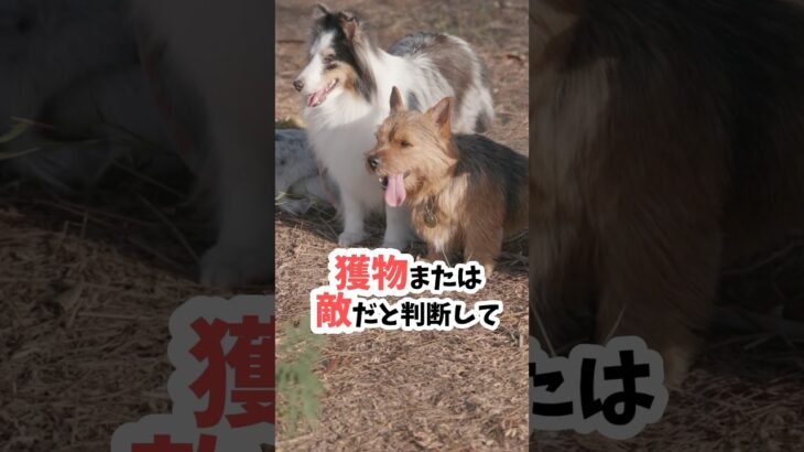 【驚愕】犬はバイクを〇〇と思っている！ #犬のしつけ #犬散歩 #いぬのきもち